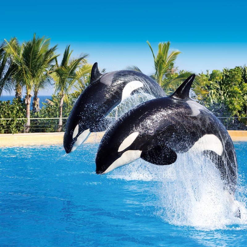 Loro Parque Tenerife Show de las Orcas